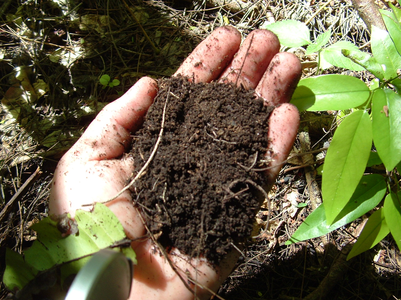 Инфекции в почве. Почва. Микроорганизмы в почве. Почвенные микроартроподы. Очищение почвы.
