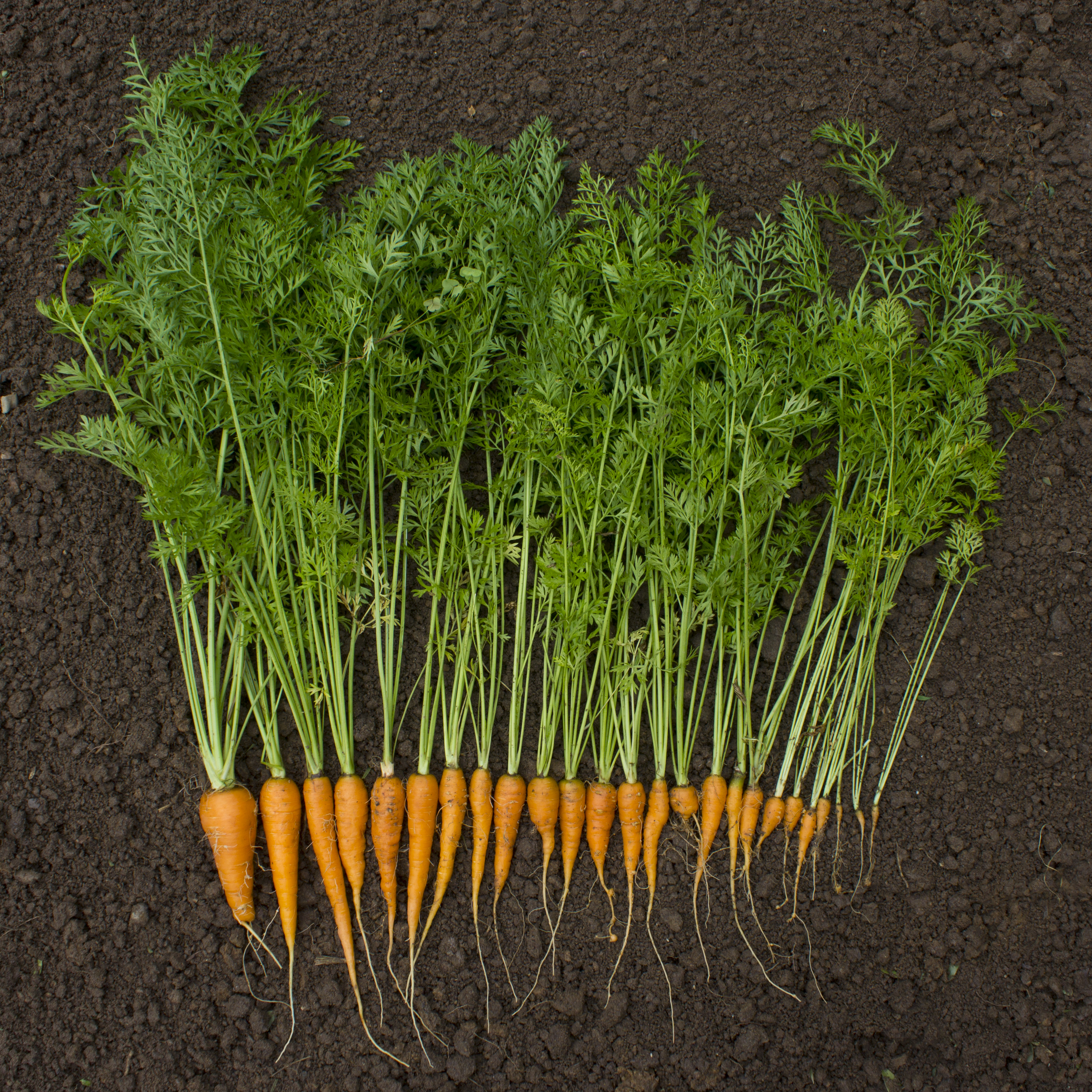 Как растет морковь. Морковь с ботвой. Морковь растение ботва. Морковь на грядке. Морковь растет на грядке.