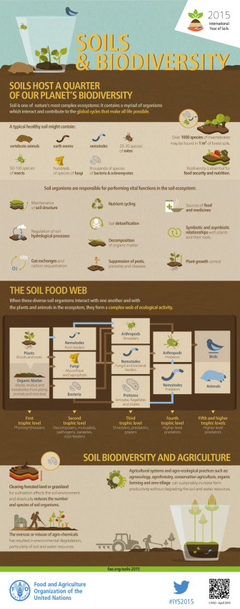 FAO-Infographic-IYS2015-fs3-en
