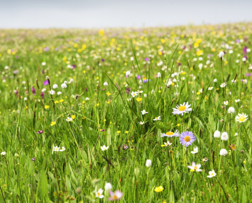 In a Warming World, Wildflowers Offer a Warning In a Warming World, Wildflowers Offer a Warning