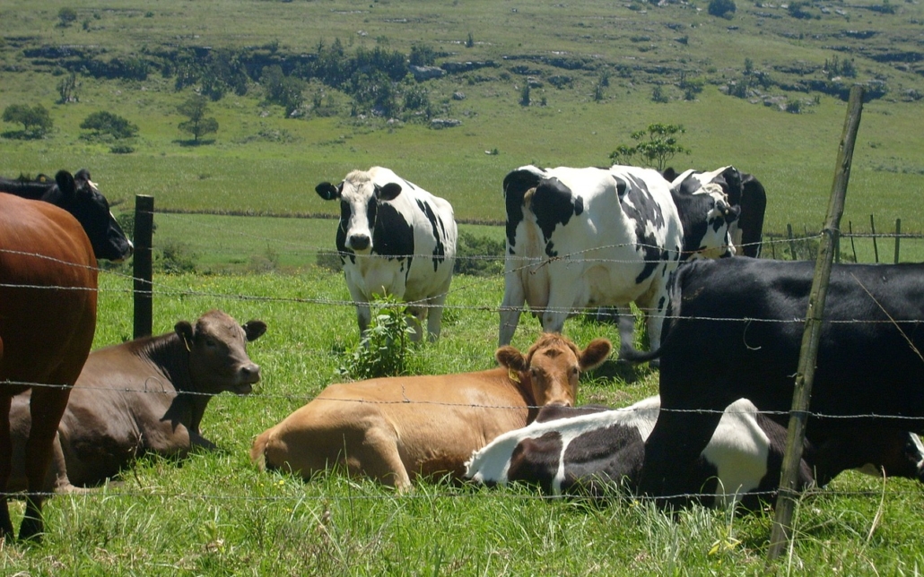 Qué es la ganadería regenerativa y cómo implementarla para secuestrar carbono photo