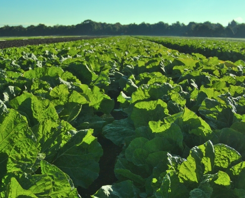 Is Our Food System Becoming Less Safe? Is Our Food System Becoming Less Safe?