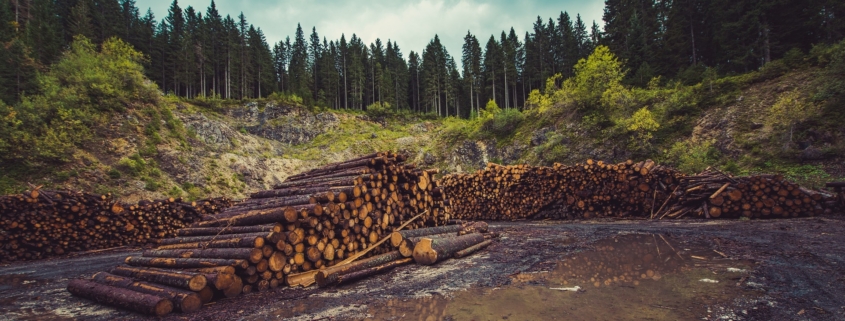 Alaska Tribe Sues Feds to Stop Logging in Tongass National Forest Alaska Tribe Sues Feds to Stop Logging in Tongass National Forest
