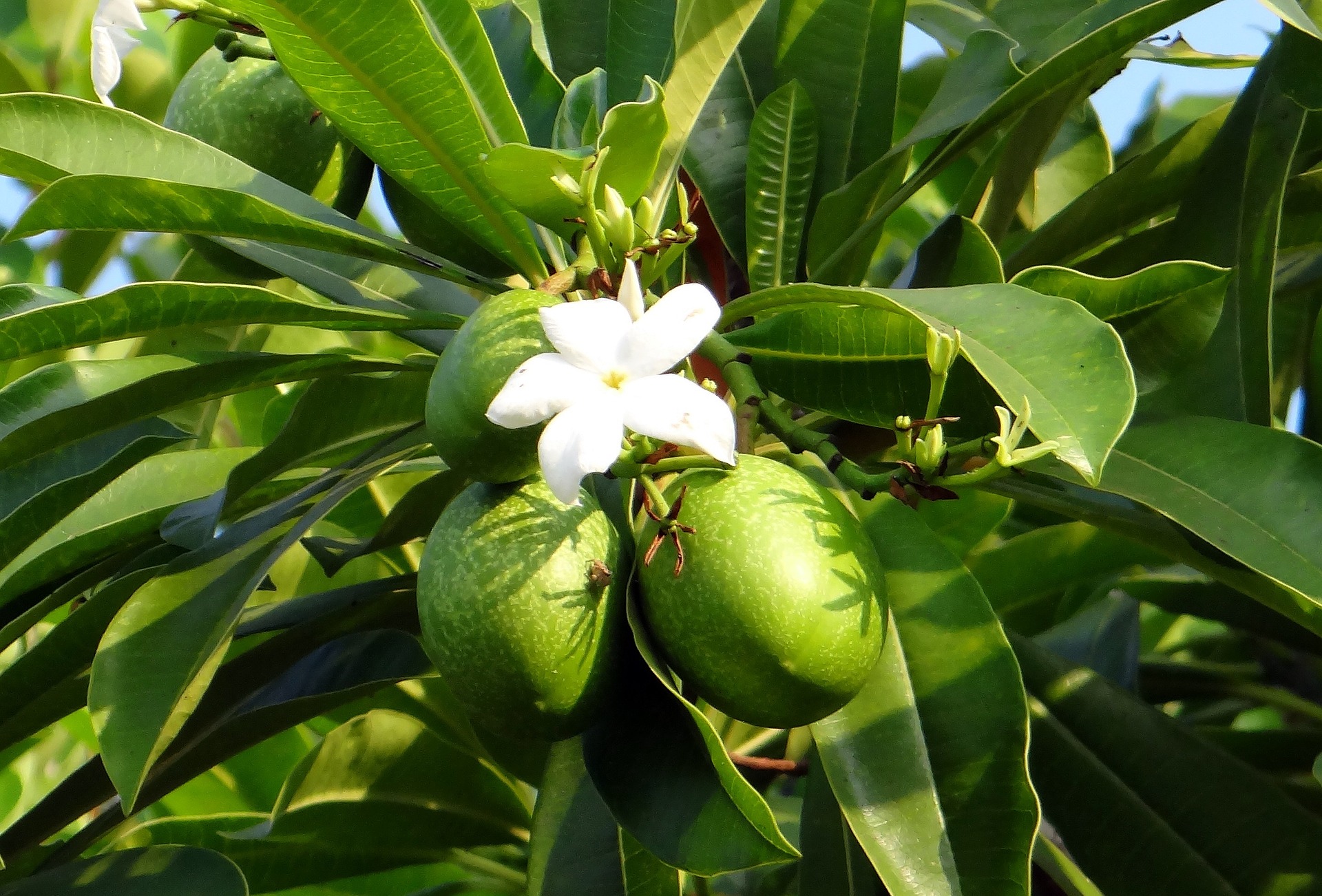 mango tree flower
