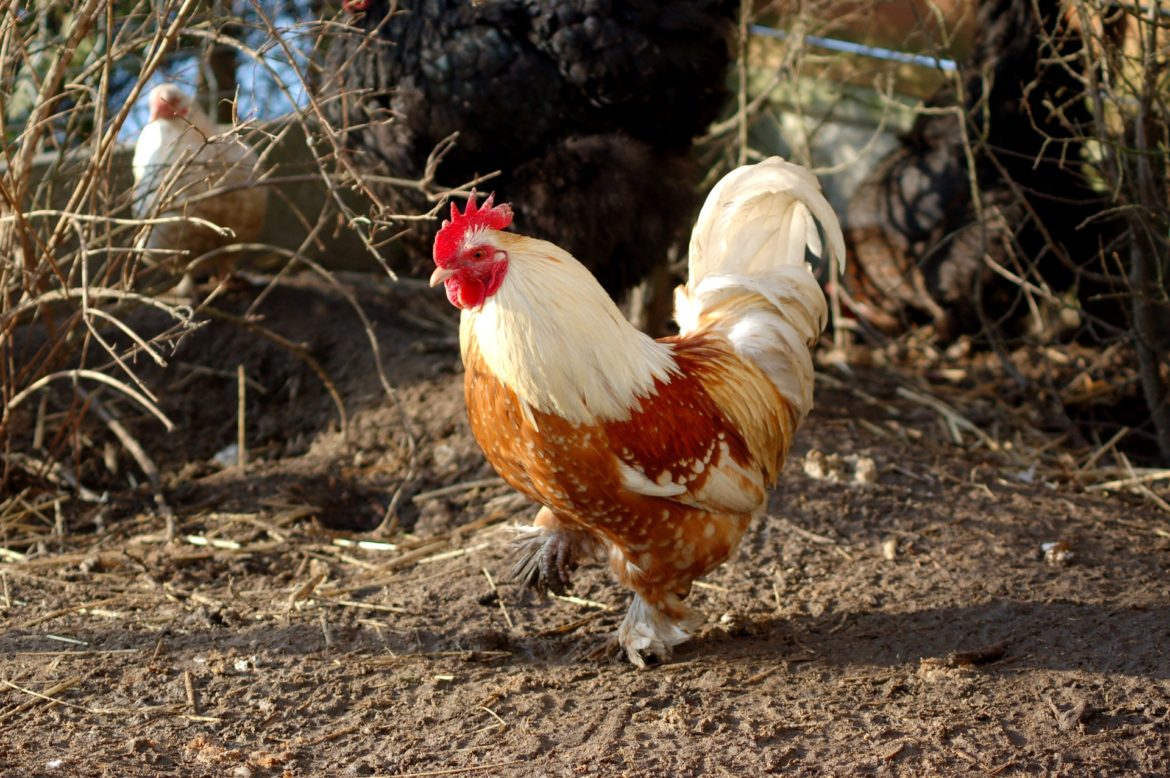 chicken rooster livestock animals - Regeneration International