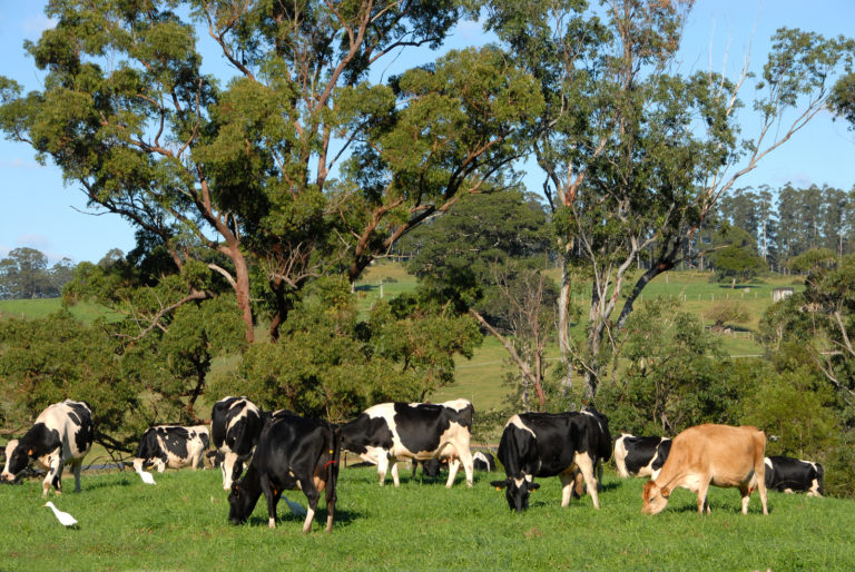 Dairy Cows Grazing In A Field - Regeneration International