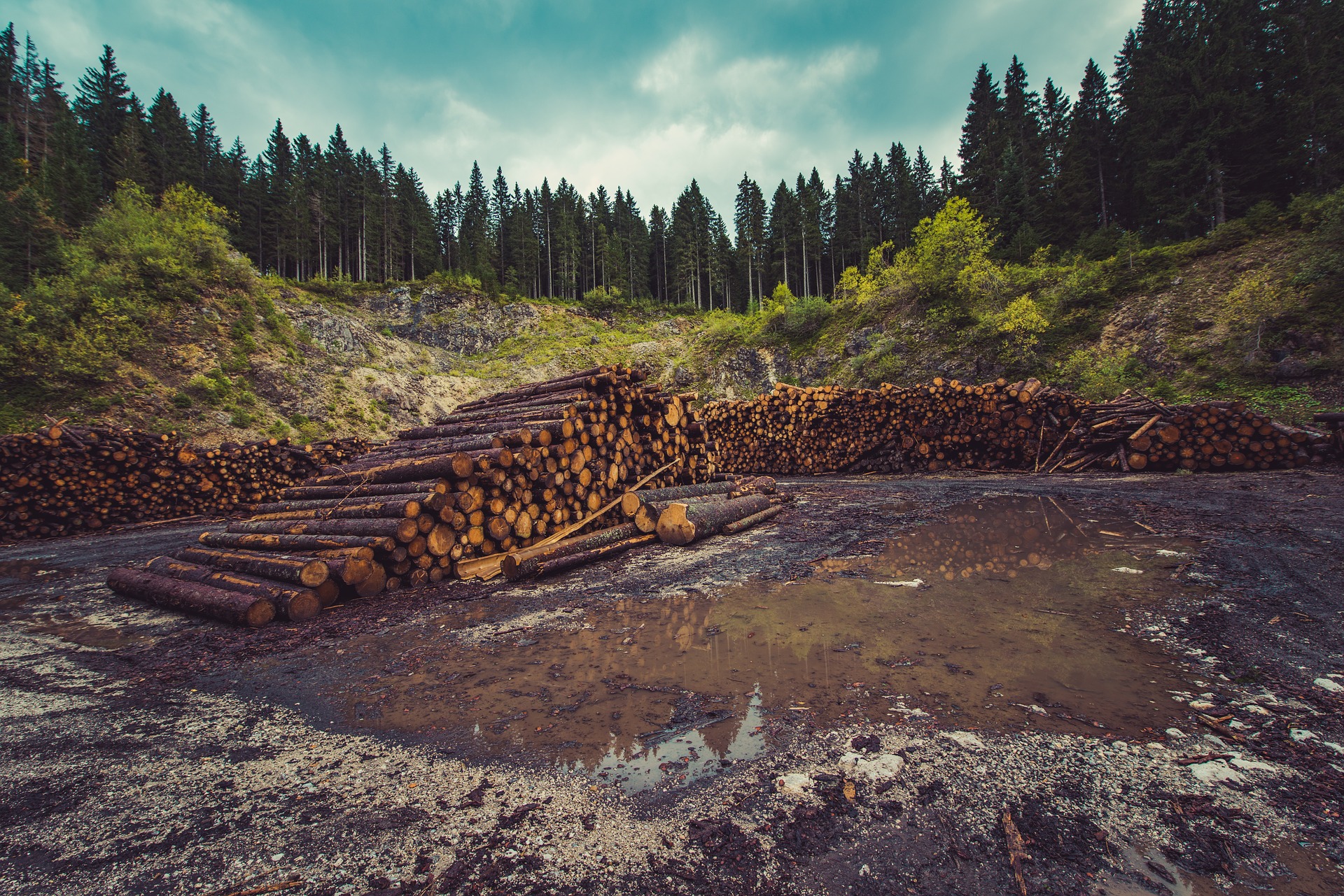 Основные экологические проблемы тайги. Вырубка лесов. Вырубленный лес. Лесная промышленность. Лесохозяйственный ландшафт.