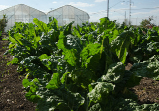 The Spurs Community Garden is part of the San Antonio Food Bank’s Nutrition Education Program, which provides garden fresh organic produce to one of it’s sponsors, the United States Department of Agriculture (USDA) Supplemental Nutrition Assistance Program. 
