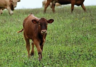 calf-cow-feast-pasture-51950