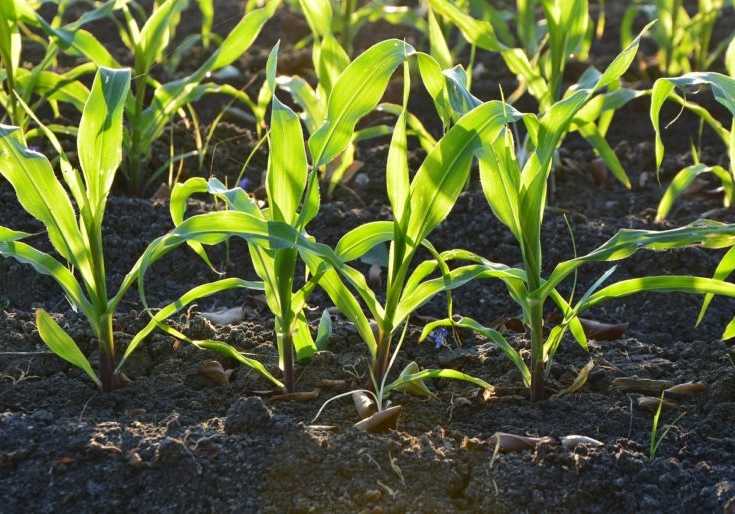 corn seedling sun soil crop row
