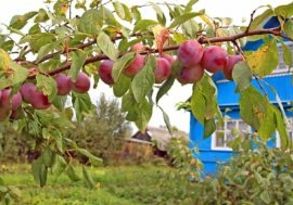plum-tree-in-yard