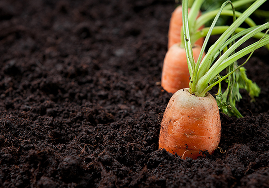 Fresh carrots in earth
