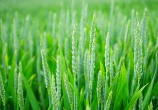 wheat-wheat-spike-wheat-field-cornfield-106162