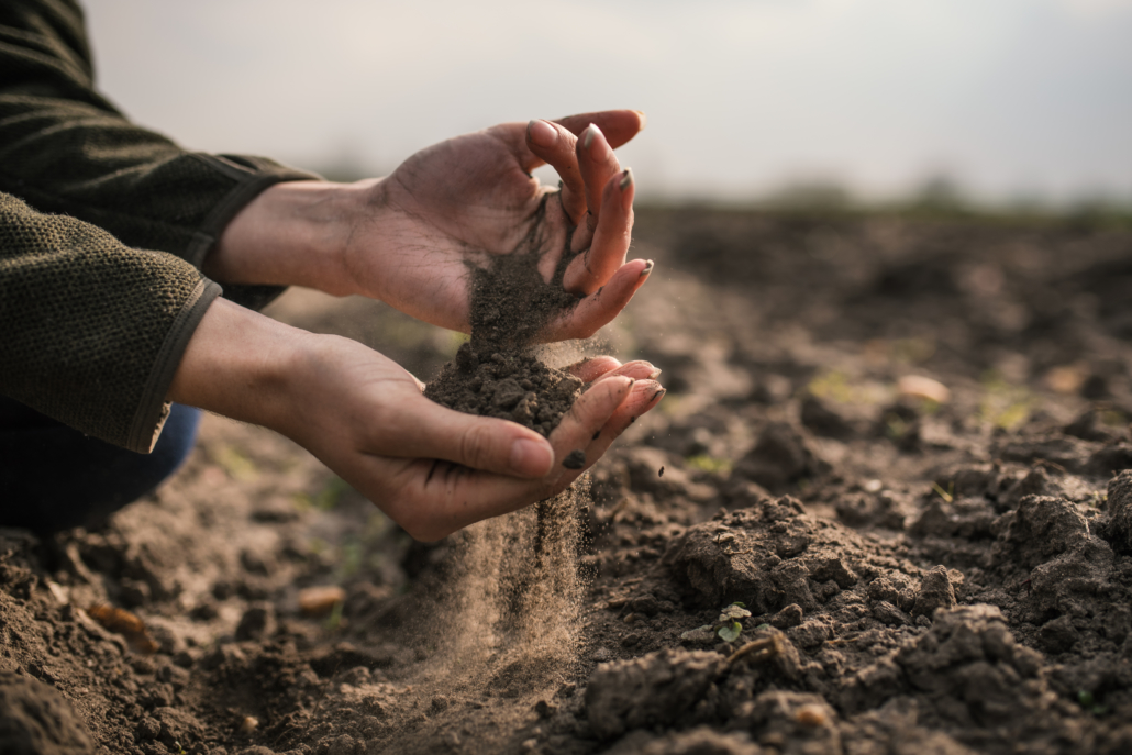 Female Hands Pouring A Black Soil In The Field. Female Agronomis