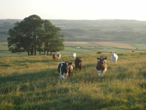 Cows in grass field