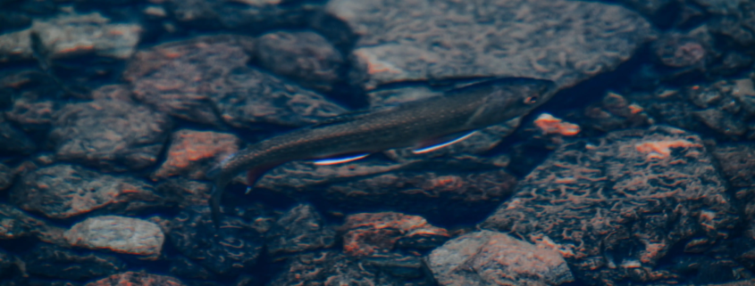 Agricultura regenerativa prueba cultivos para alimentar a salmones en el sur de Chile