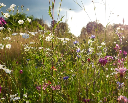 Organic Farming Outperforms Wildflower Strips on Profits While Both Improve Farm Biodiversity